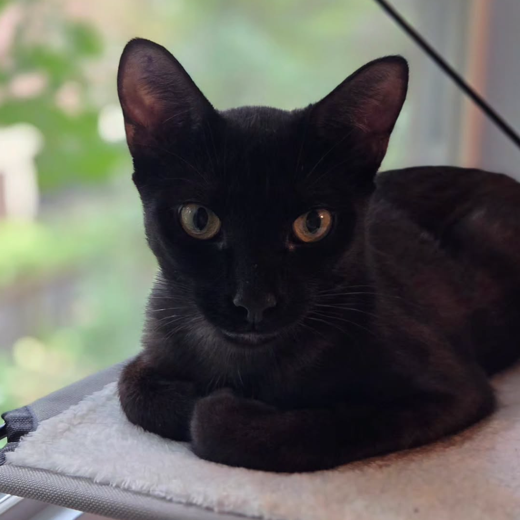 Photo of Royal