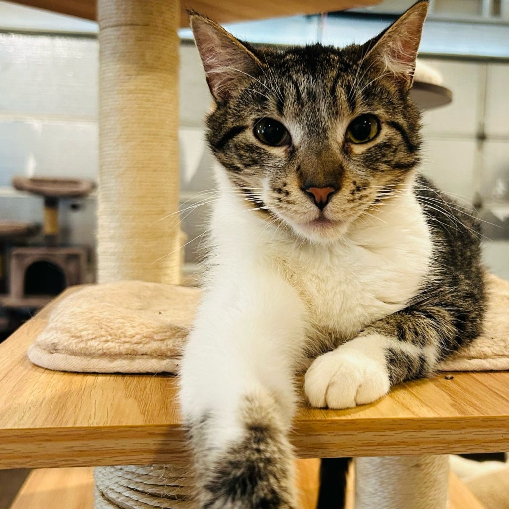Stripe, photo 11