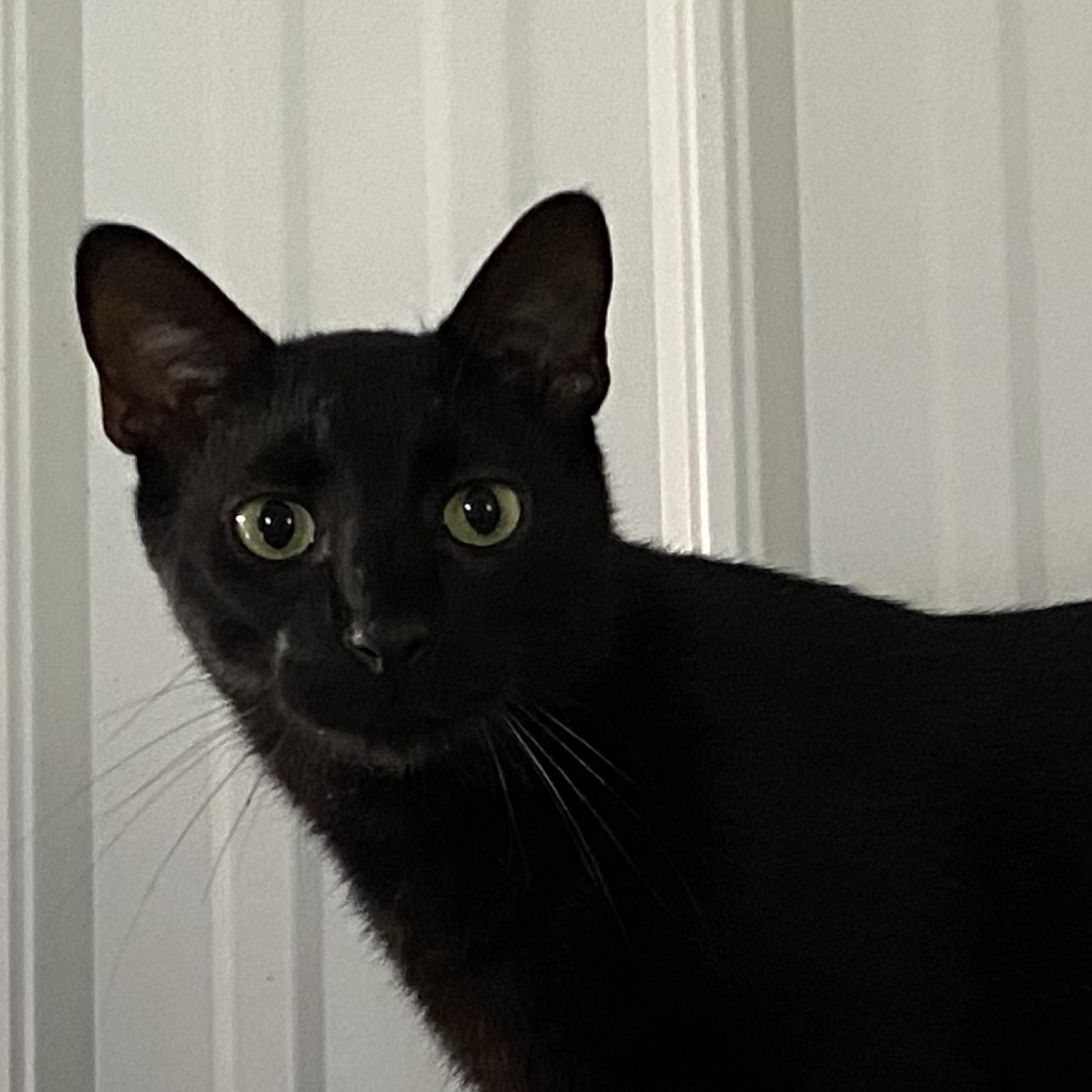 Banjo, photo 3