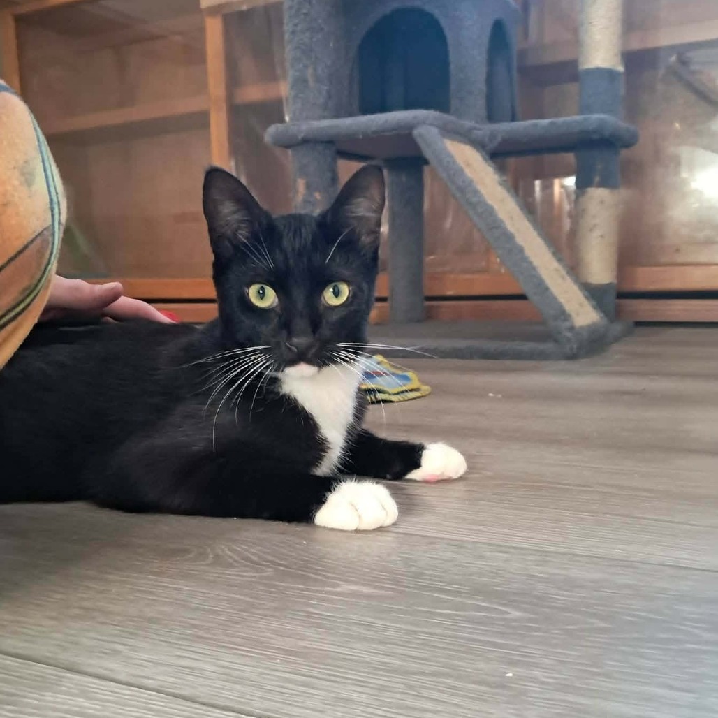 LEWIS - Domestic Shorthair for adoption in Gresham