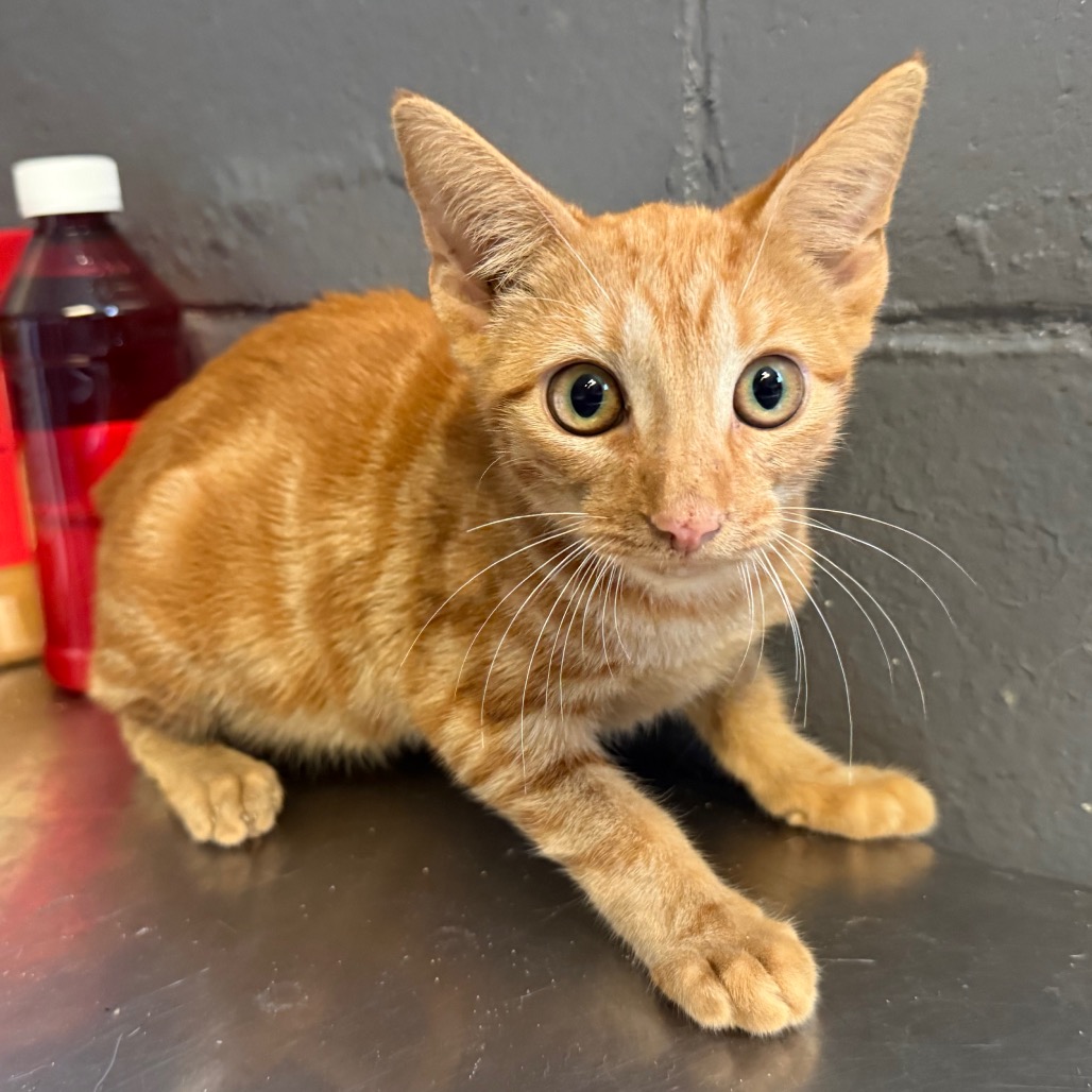 Tusc Stray 85876
