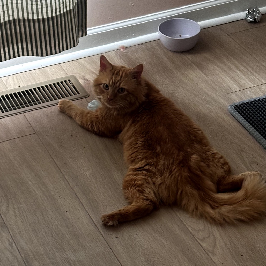 Pickles — thumbnail 4