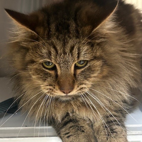 C#26's preview photo