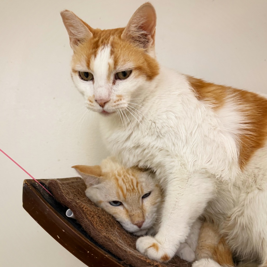 HUNNIE - Domestic Shorthair available for adoption