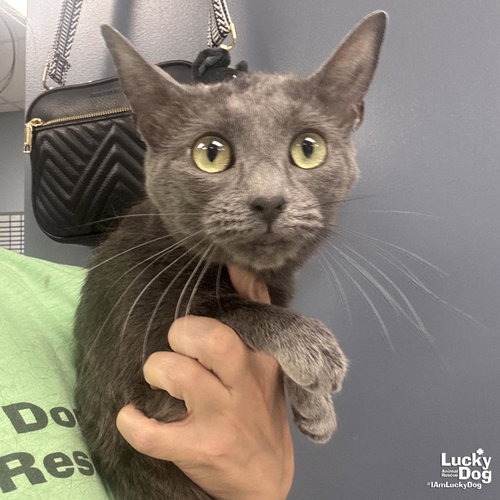 LILLY - Domestic Shorthair available for adoption