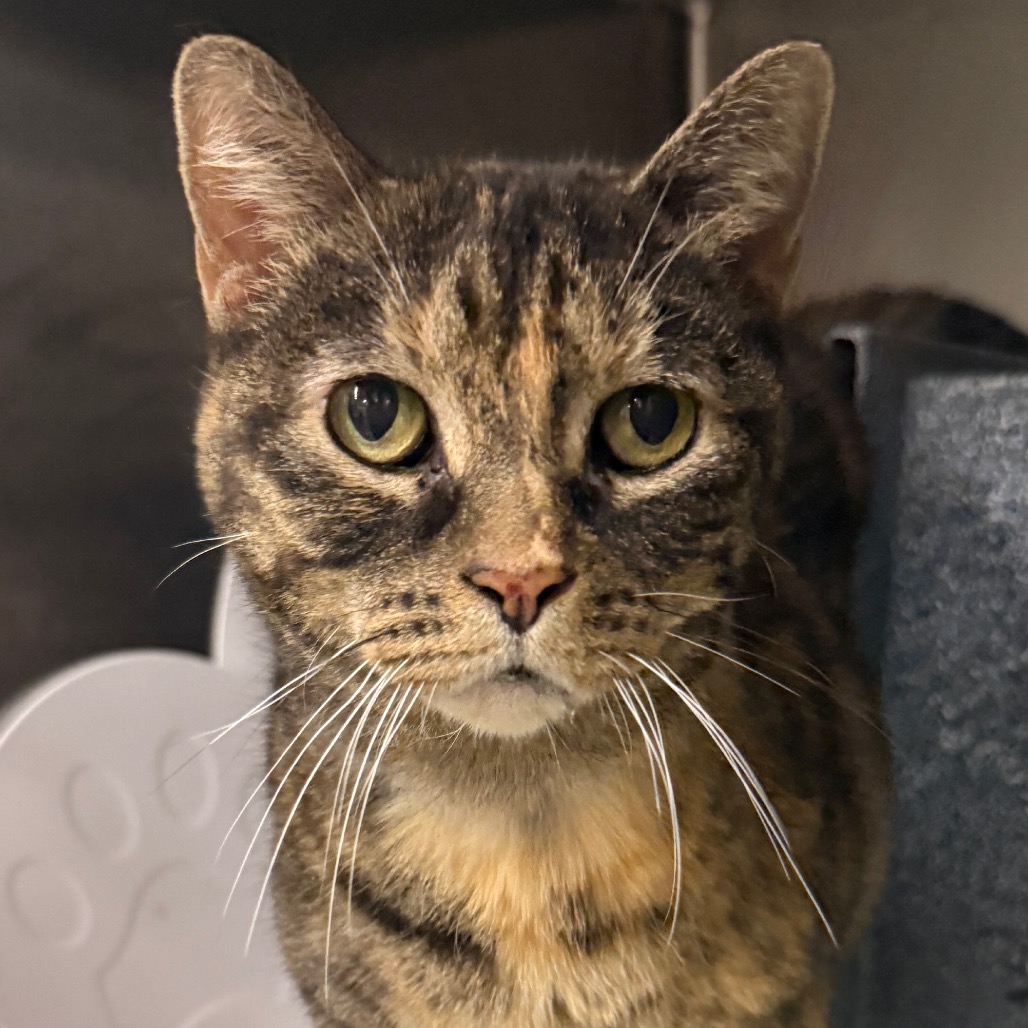 Patty — thumbnail 2