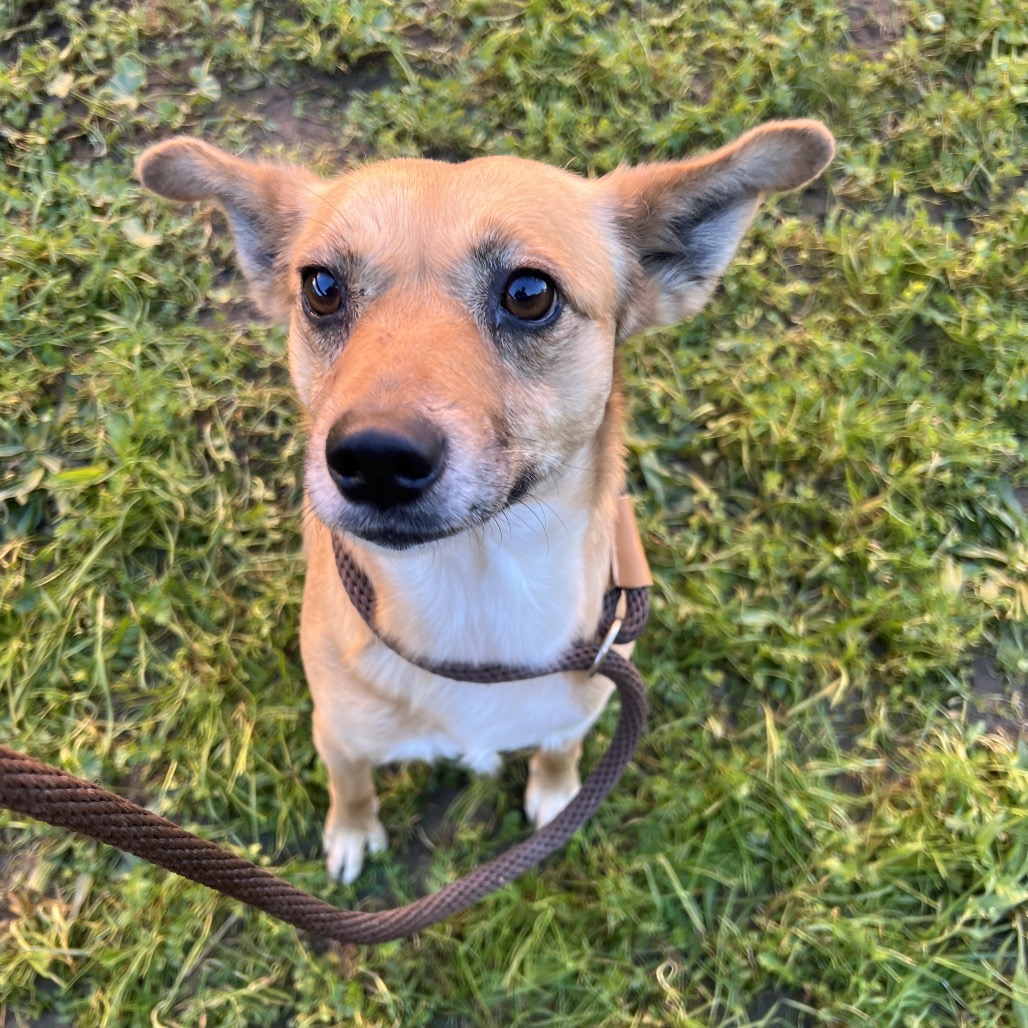 Kennel#9 Daisy's preview photo