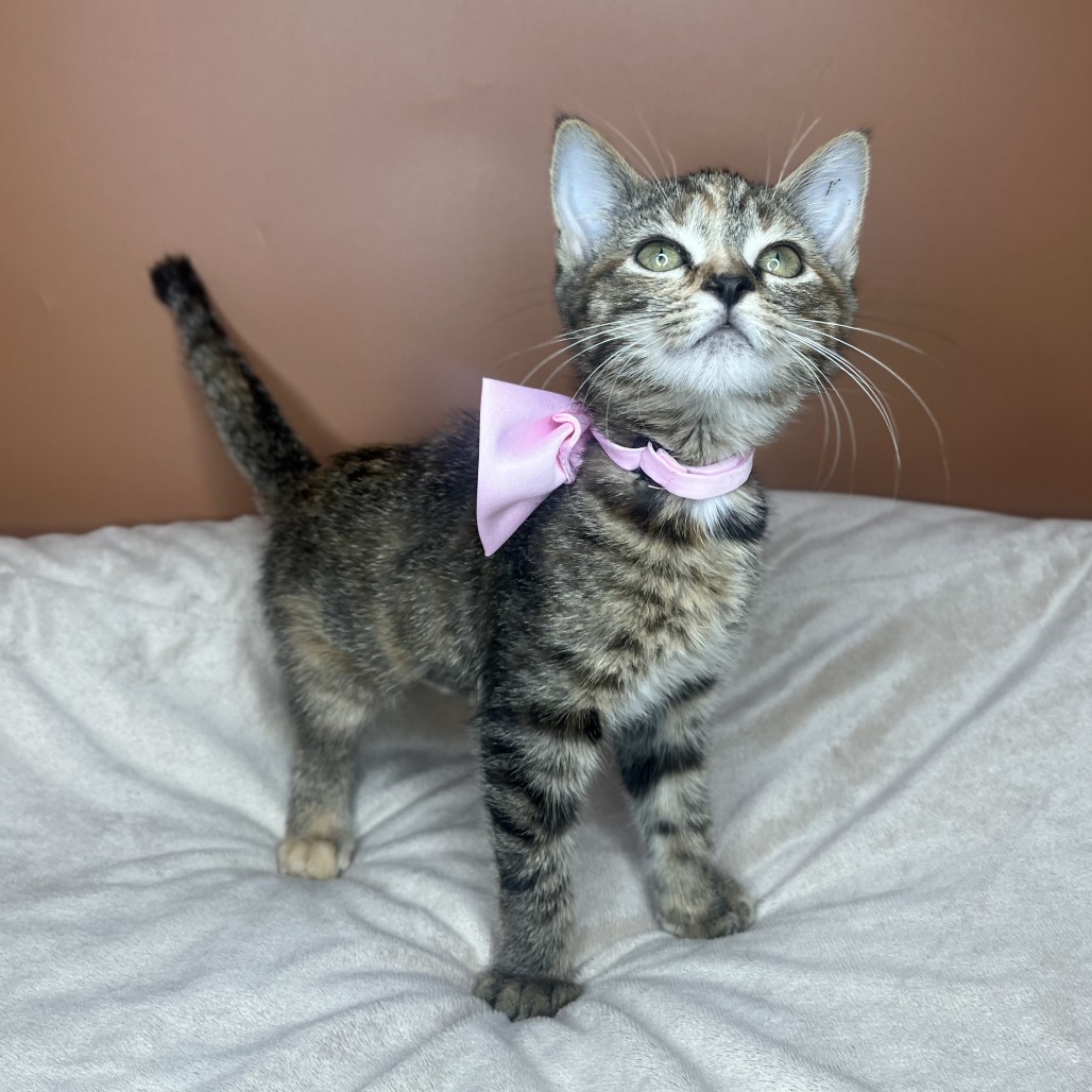 JUNEBUG - Domestic Shorthair available for adoption