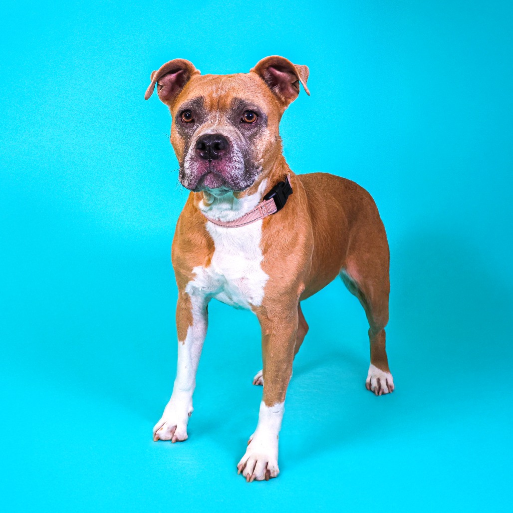 Sugar Cookie, additional photo
