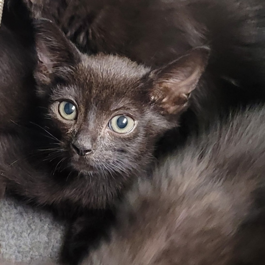 Wizard: Male 3 Domestic Shorthair