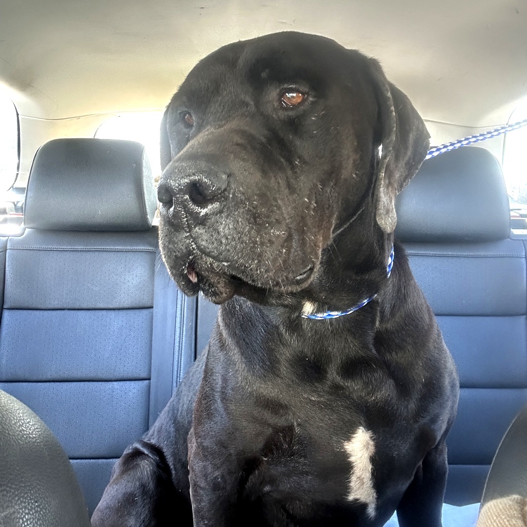 Finnegan — thumbnail 2