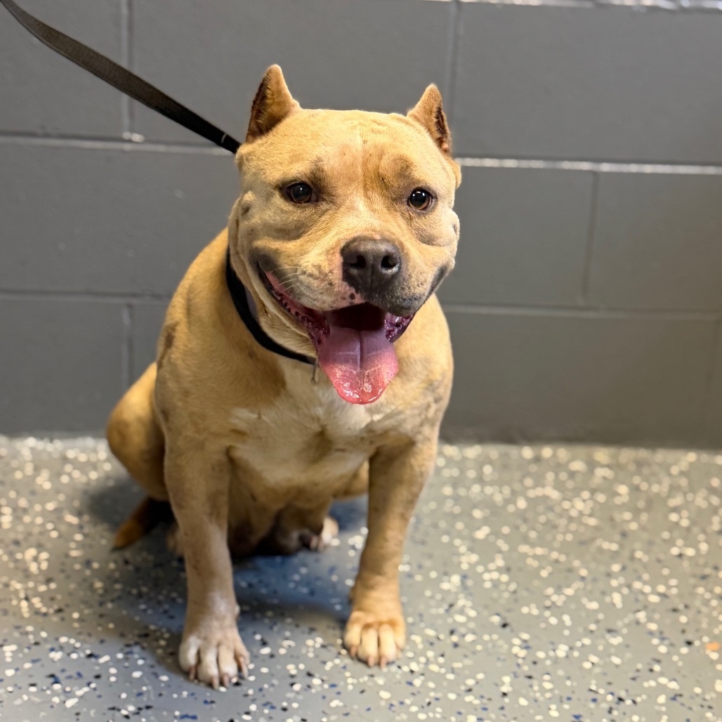  Photo of TUSC-Stray-84504