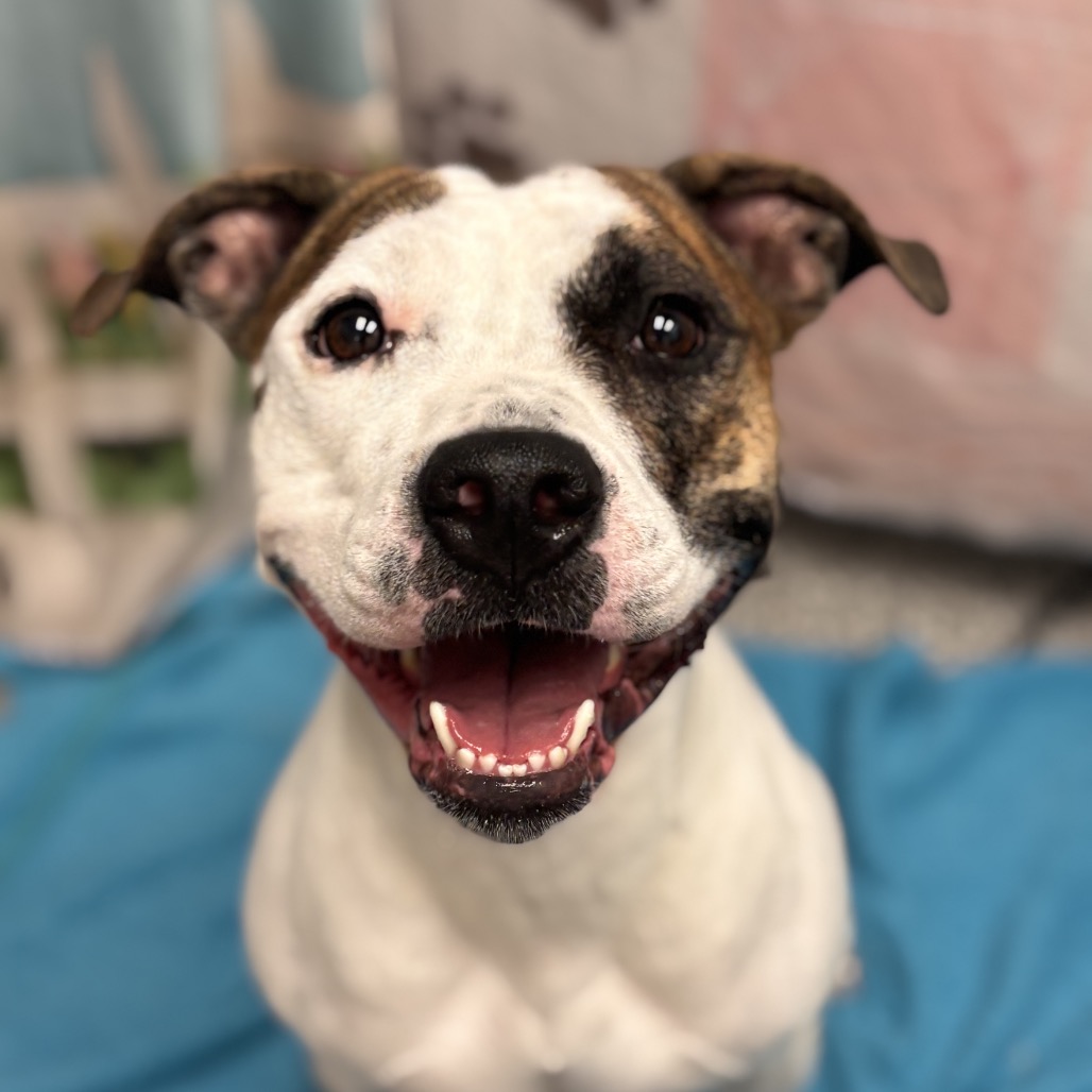 LUCY - Bulldog, English / Boxer for adoption in Henderson