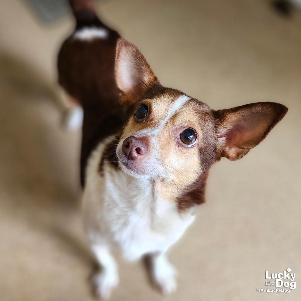 PARSONS - Chihuahua / Terrier available for adoption