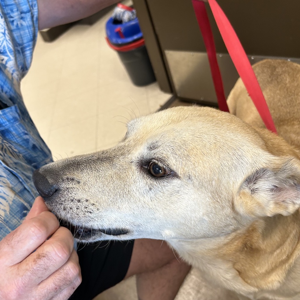 FRANKENSTEIN - Shepherd / Mix available for adoption