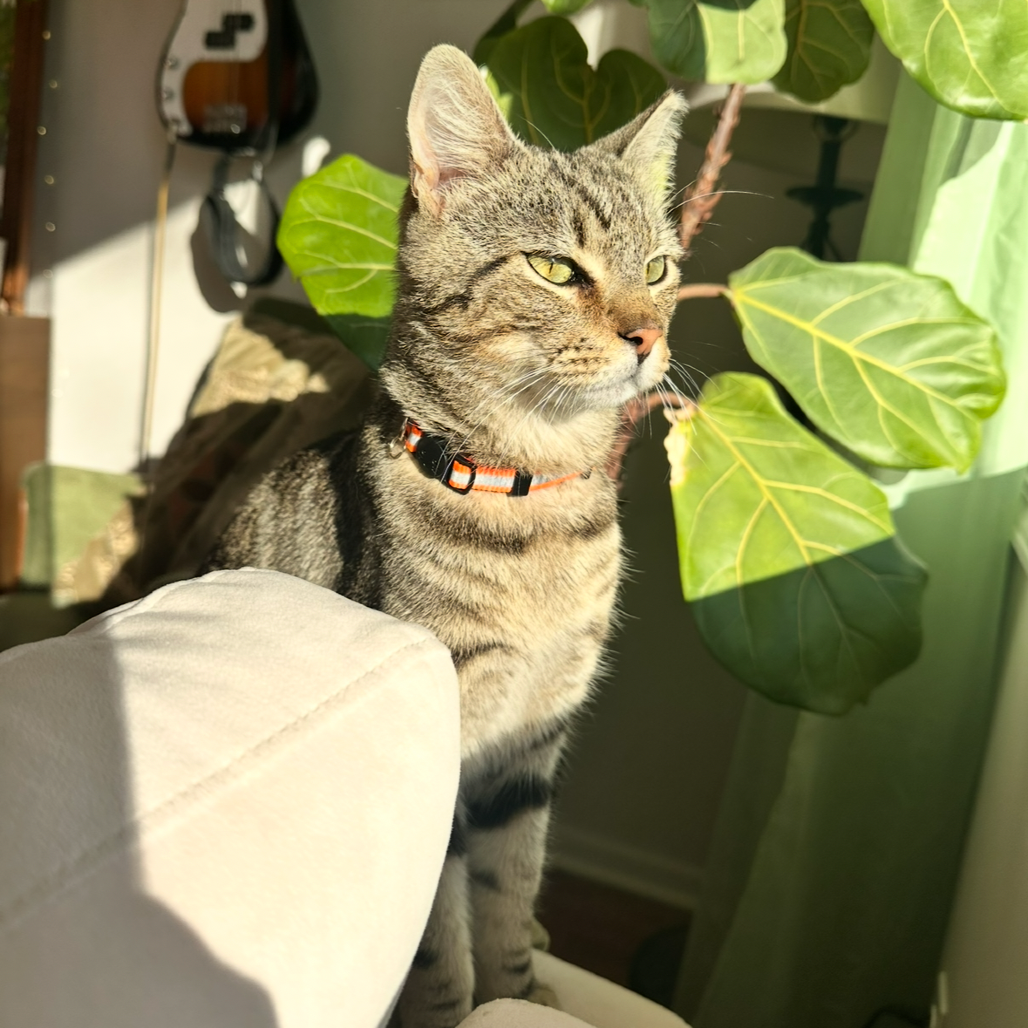 Suki — thumbnail 2