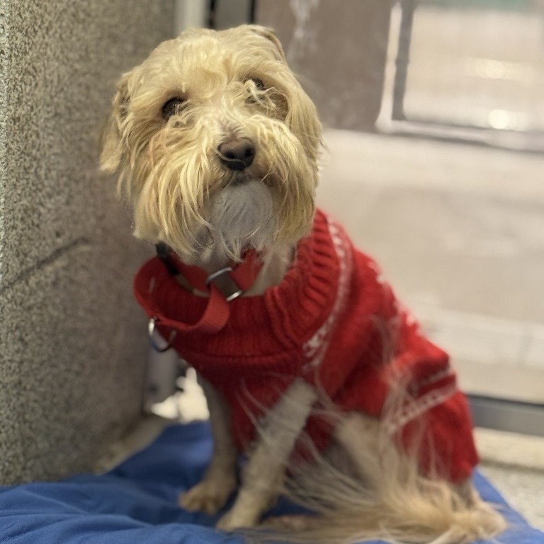 KENNY G - Mixed Breed (Small) available for adoption