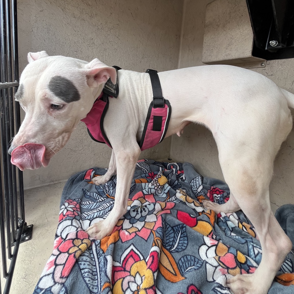 Judge Judy — thumbnail 4