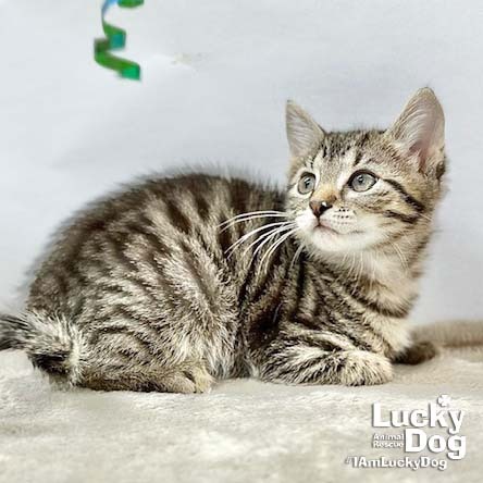 LUCAS - Domestic Shorthair available for adoption