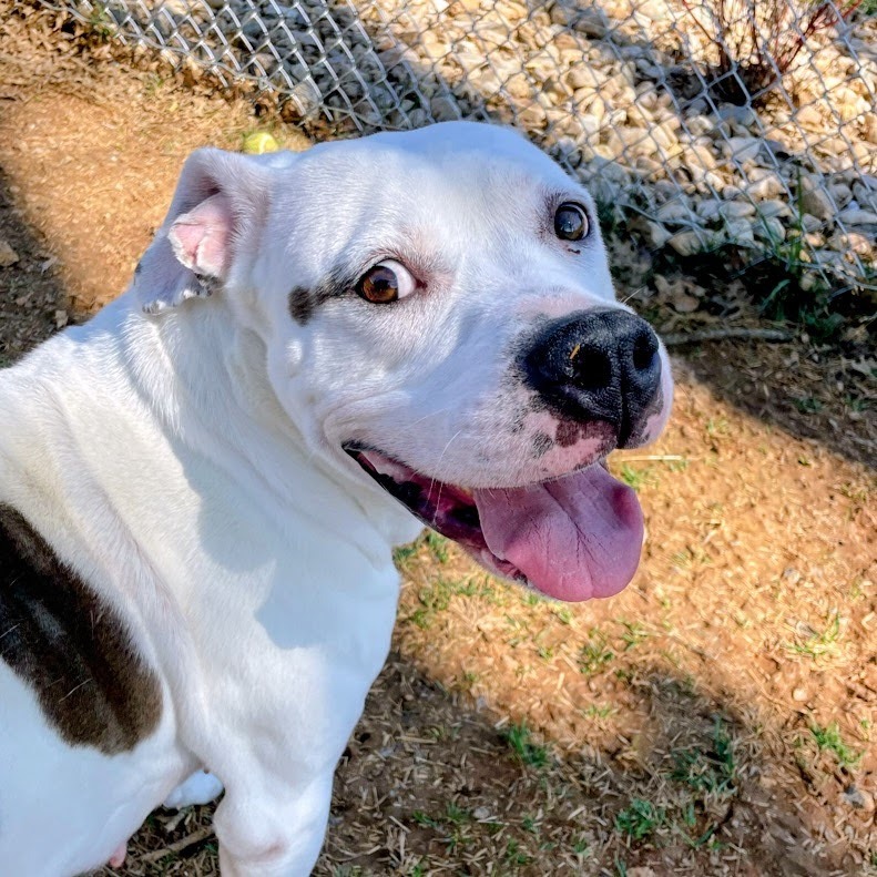 Henn — thumbnail 5