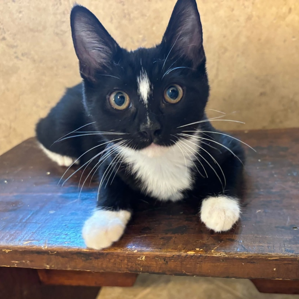 GINGER - Domestic Shorthair available for adoption
