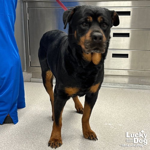 HARPER - Rottweiler / Mix available for adoption