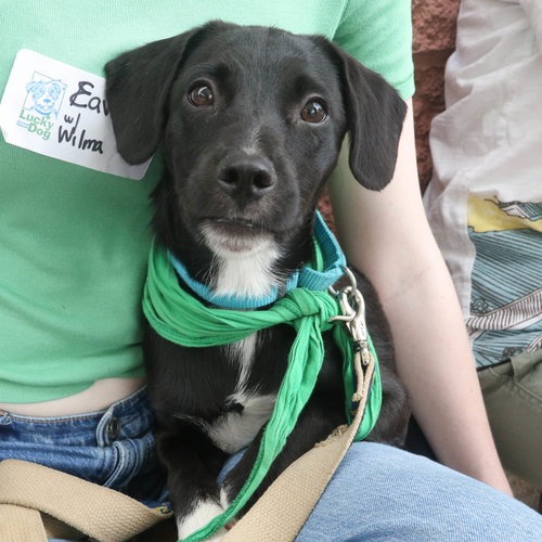 WILMA - Retriever, Labrador / Mix available for adoption