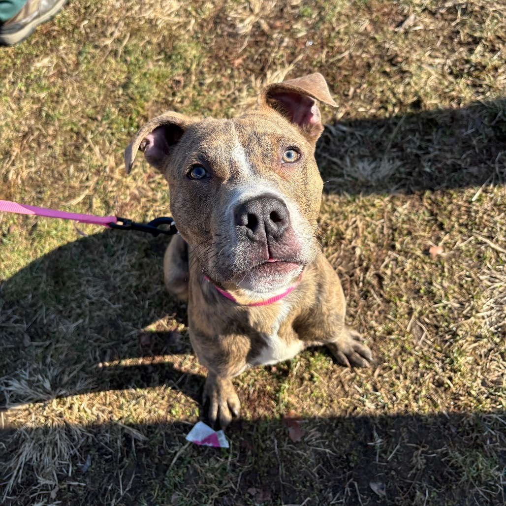 Gojo — thumbnail 5