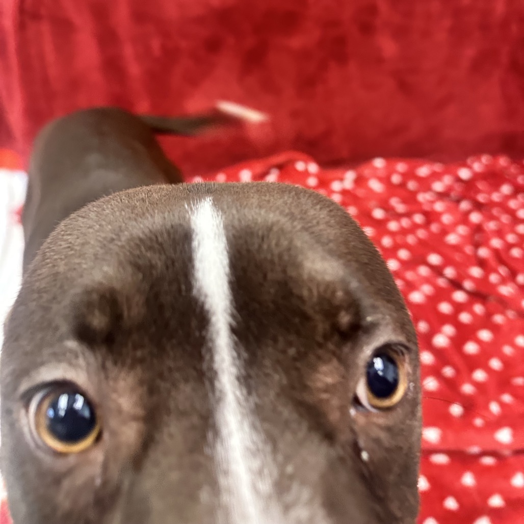 Padme — thumbnail 5