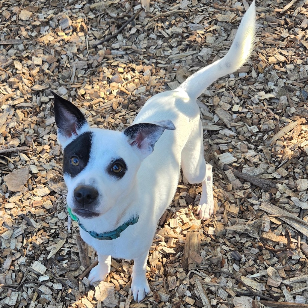Gizmo, photo 15