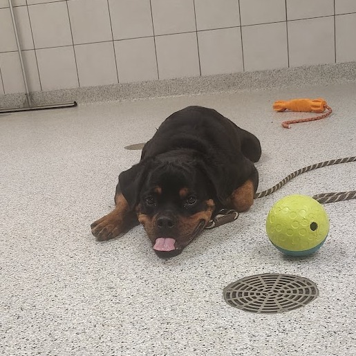 Bambi — thumbnail 3