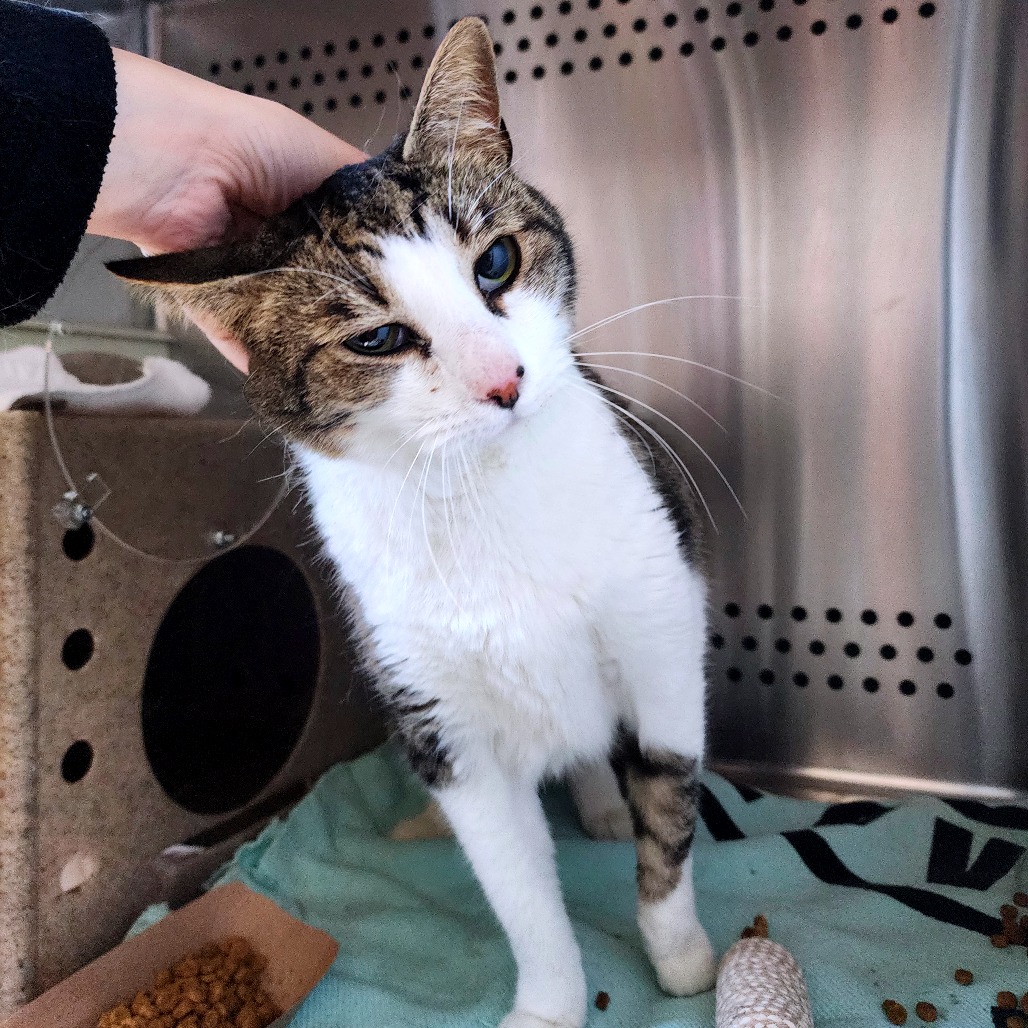 YADDIE - Domestic Shorthair available for adoption