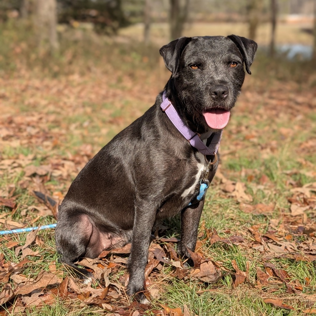 Licorice 01-0102, photo 9