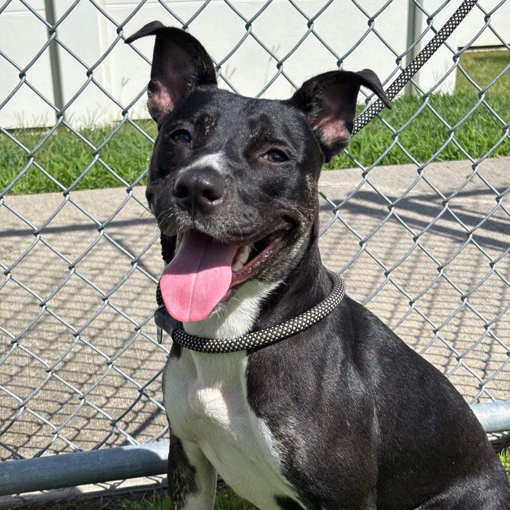 REES - Terrier, Pit Bull / Mix available for adoption