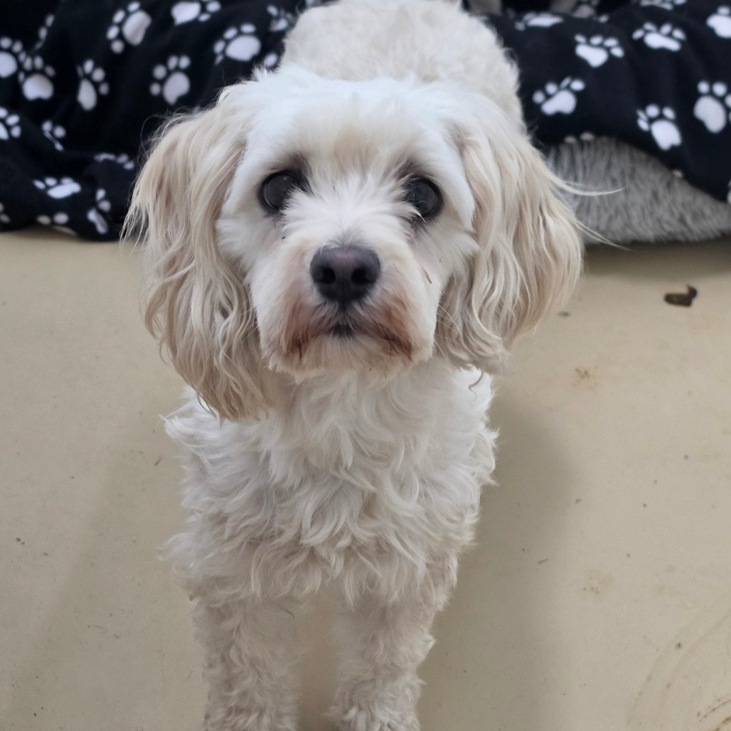 Annabelle - Chino Hills Location, photo 4