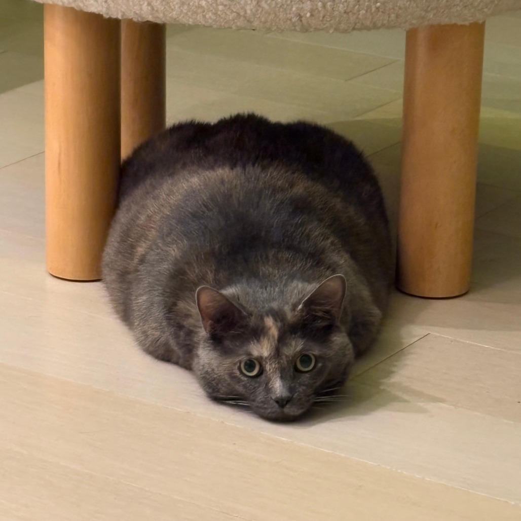 Dolly Purrton, photo 7