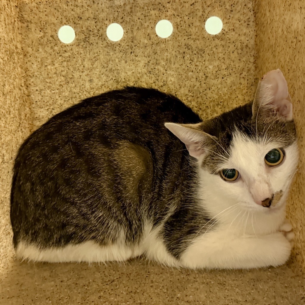 BEANIE - Domestic Shorthair available for adoption