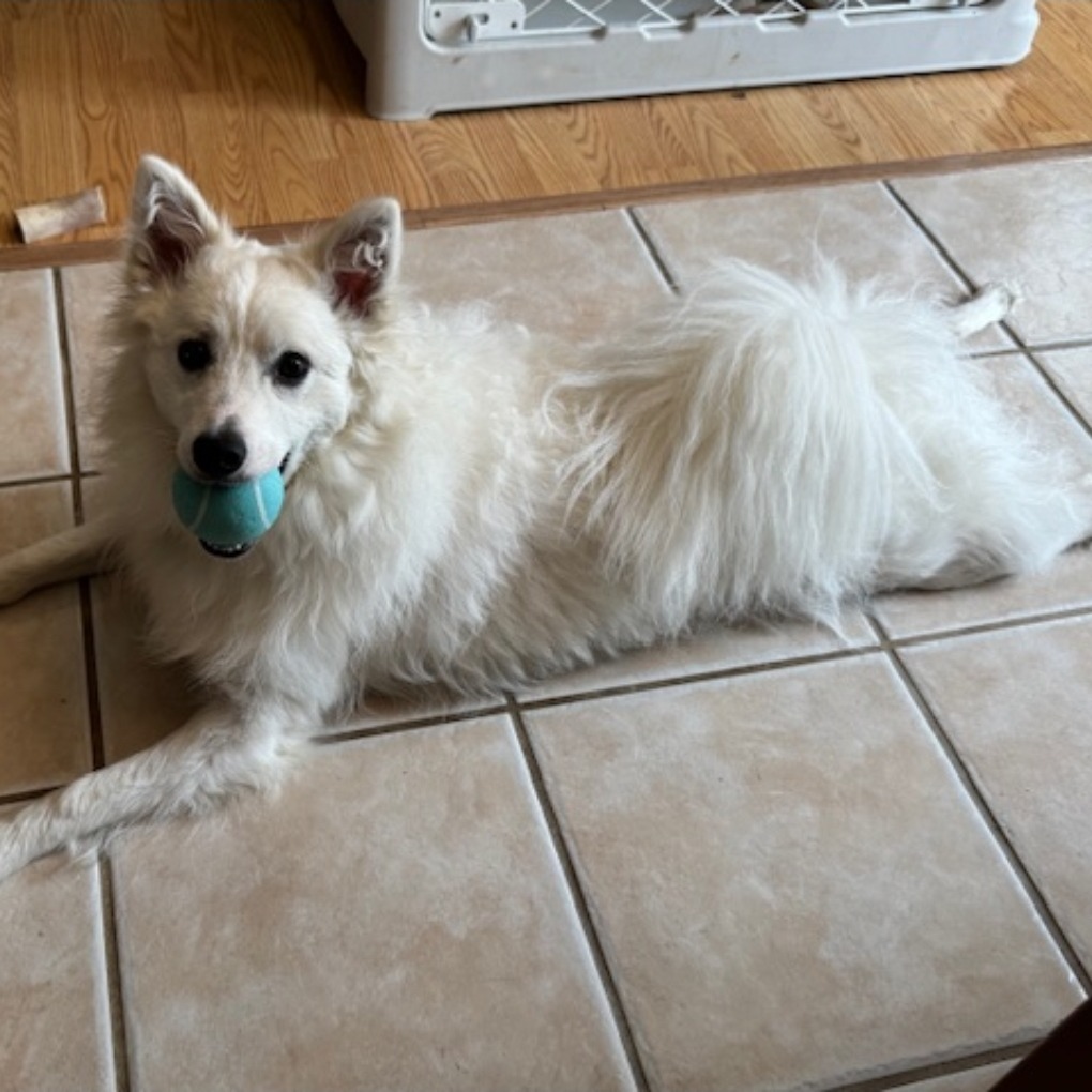 Kumo, photo 3 of 9