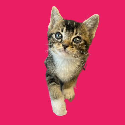 Tusc Stray 81855