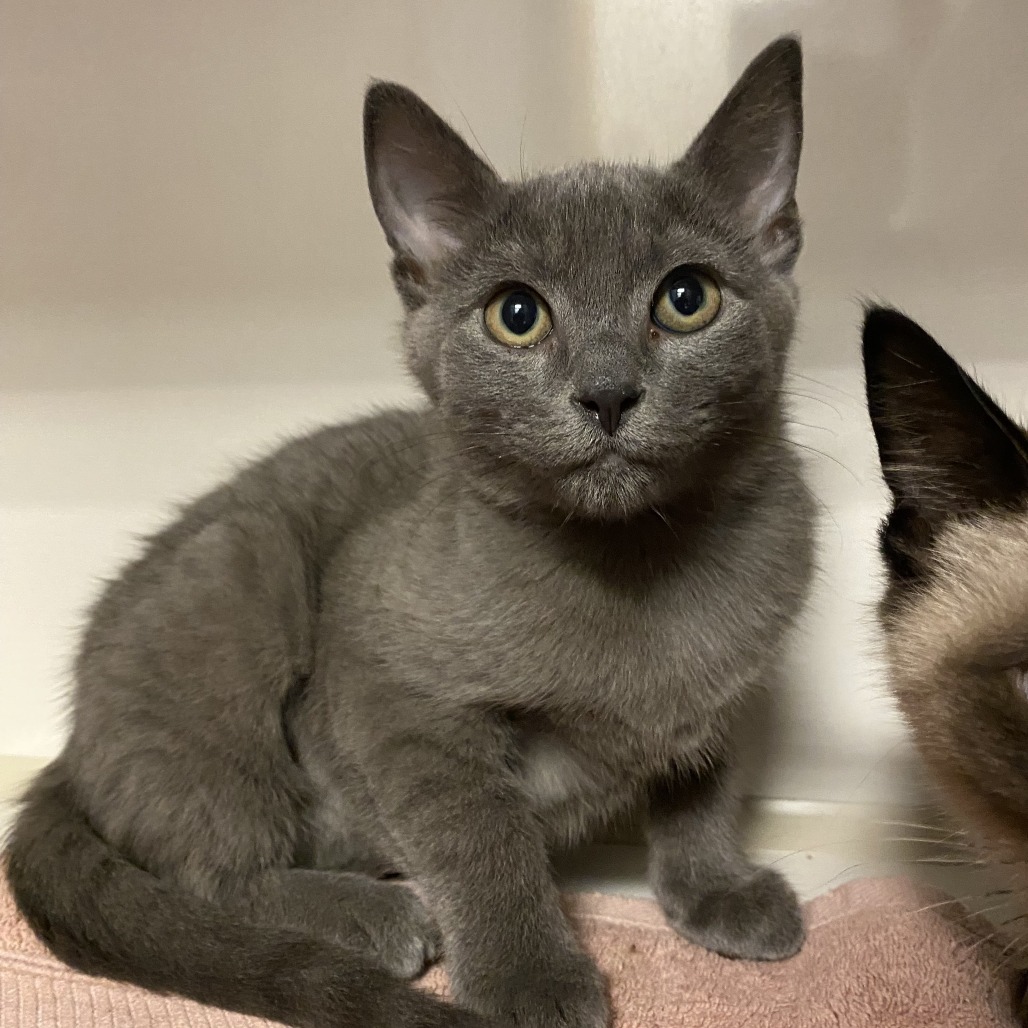 Lauren - Domestic Shorthair