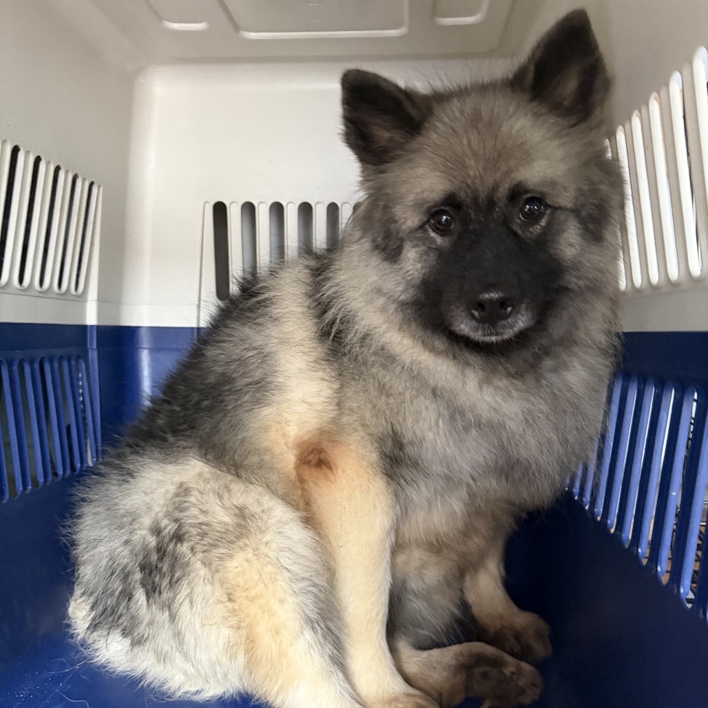Keeshond