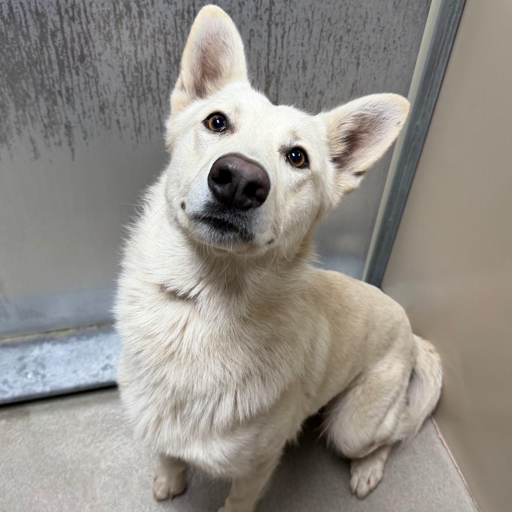 Kennel#16 Polar's preview photo