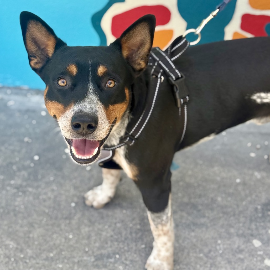 BUFFALO - Cattle Dog, Australian (Blue Heeler) / Terrier available for adoption