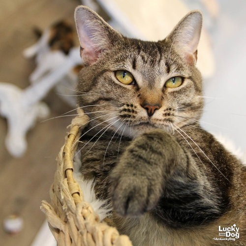 CLEO - Domestic Shorthair available for adoption
