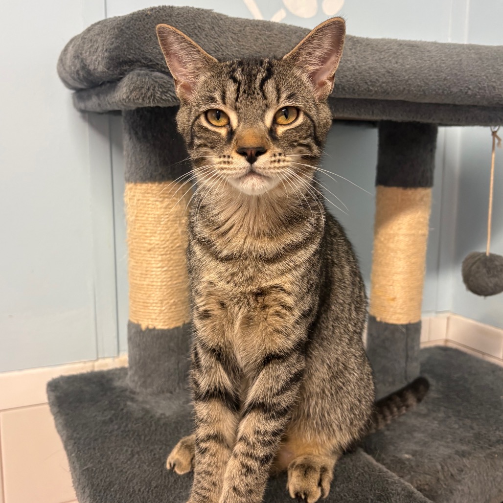 LASZLO - Domestic Shorthair available for adoption