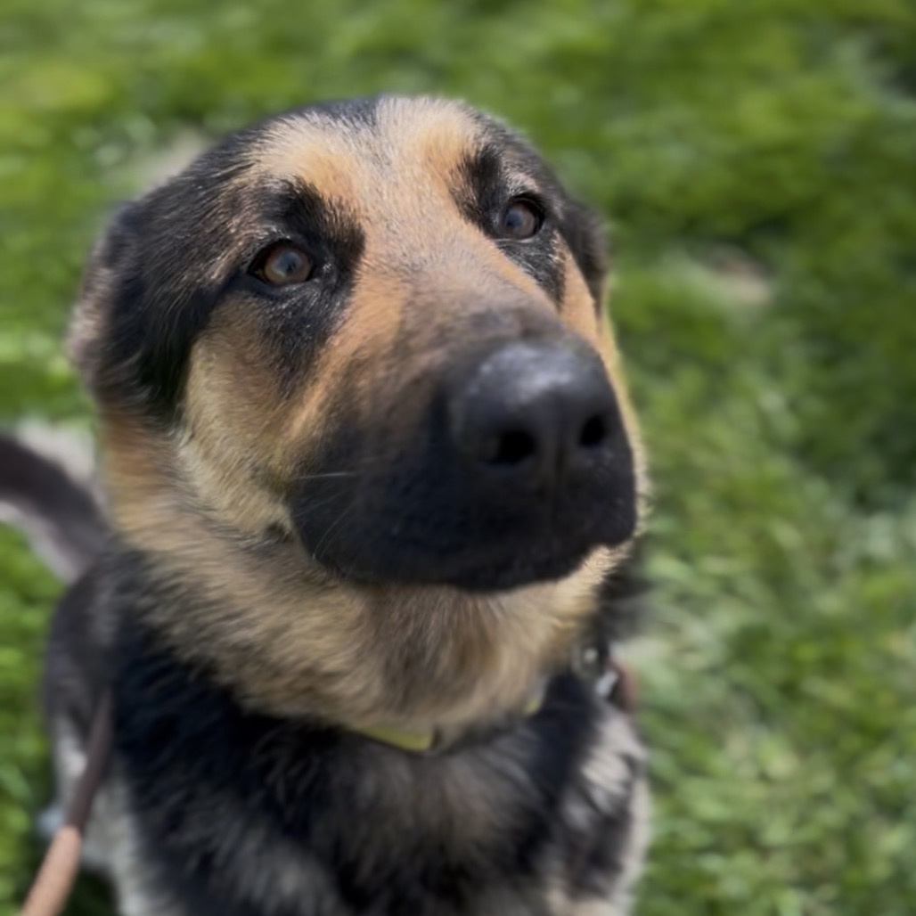 Apollo is Available for Adoption at Union County Humane Society