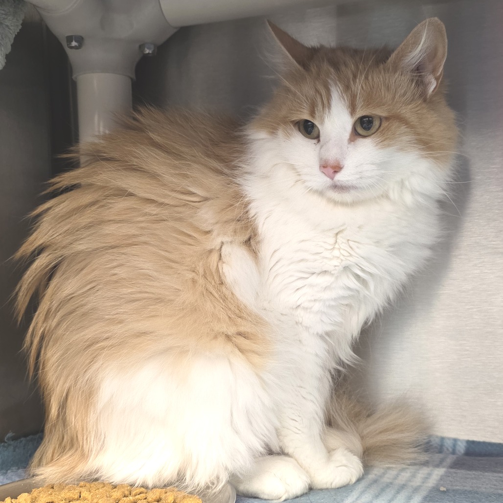 Floofy