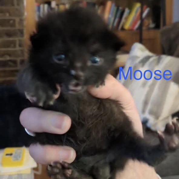 Moose