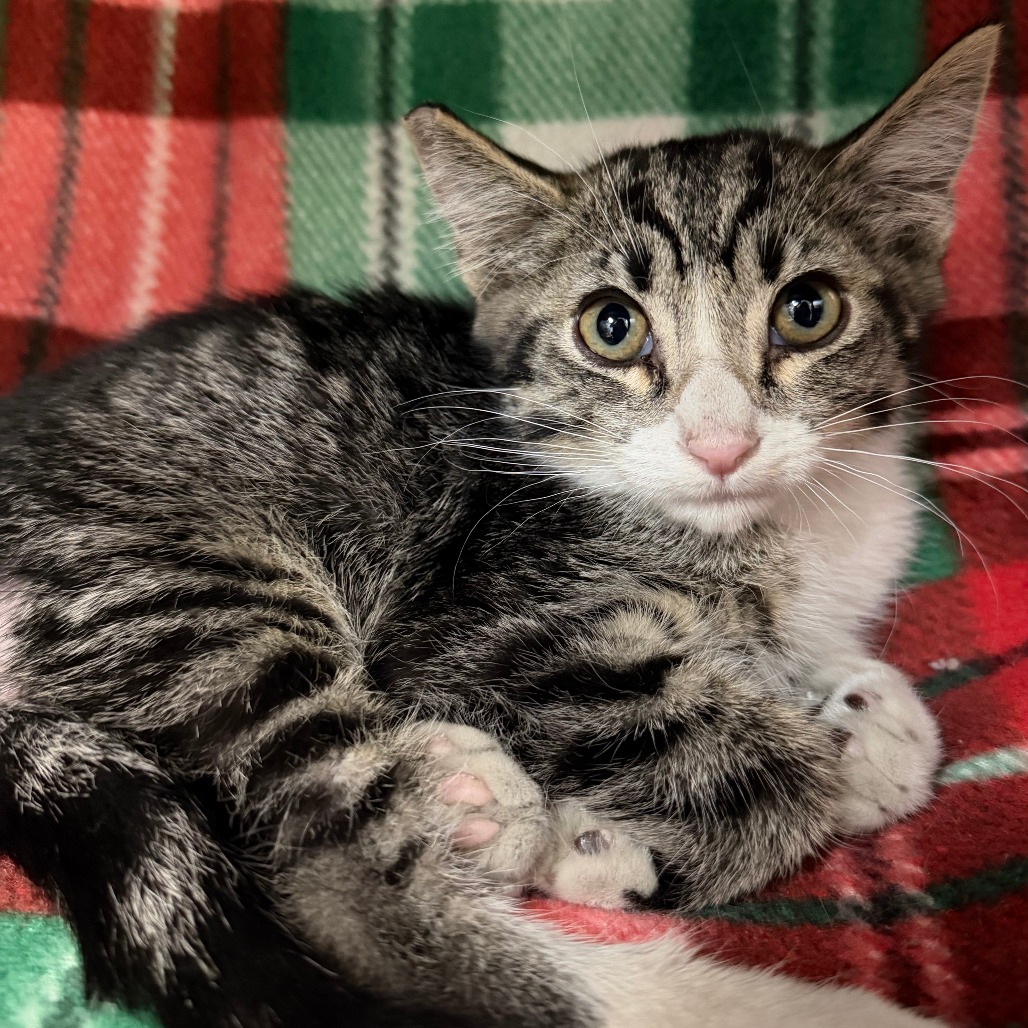 COSMO - Domestic Shorthair available for adoption