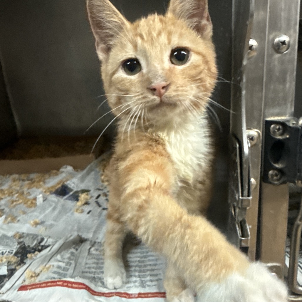 CRUZITO - Domestic Shorthair available for adoption